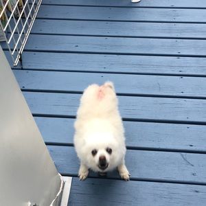 Meet your Posher, Genesis